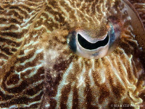 Cuttlefish eye. by Bea & Stef Primatesta 